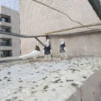 جفتی|پرنده|بجنورد, |دیوار