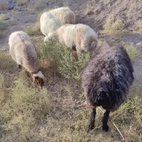 میش|حیوانات مزرعه|سده (خراسان جنوبی), |دیوار