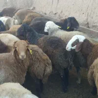 بره نرچاق|حیوانات مزرعه|قائن, |دیوار