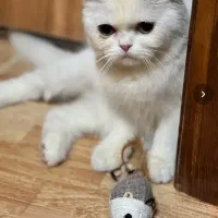 گربه بریتیش  نر ۷ ماهه سفید کامل