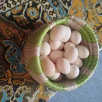 تخم مرغ محلی اصل