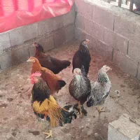 مرغ و خروس گلین