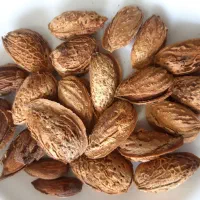 بادام سنگی و منقا و موتور برق درحد