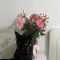 گربه مشکی با قلاده ابی گمشده