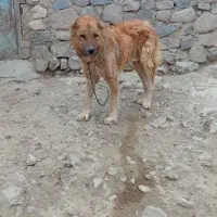 سرابی نژاد قدیم|سگ|اردبیل, |دیوار