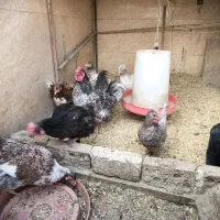 تخم نطفه دار نژاد میکس ویاندوت ایسبار|حیوانات مزرعه|تهران, کیانشهر|دیوار