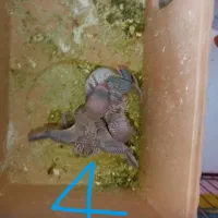 مرغ عشق مولد