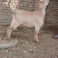 ۱راس بزغاله چاق قصابی