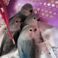 جوجه کوتوله دستی