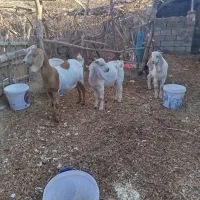 بزکره|حیوانات مزرعه|کشکوئیه, |دیوار