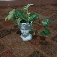 برفی 250|گل و گیاه طبیعی|همدان, |دیوار
