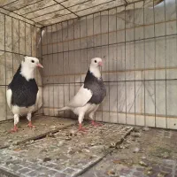 طوقی و رنگی|پرنده|اصفهان, بوستان ناژوان|دیوار