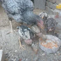 مرغ‌لاری‌با‌پنج‌تا‌جوجه