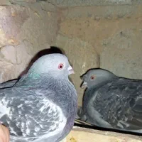 کبوتر ترکیه اصیل|پرنده|لیلان, |دیوار