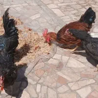 ۳تا خروس و ۴ تا مرغ فقط یکجا
