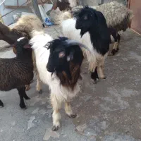 بز نر مخصوص جلوی گله ۱۵ملیون