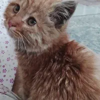 بچه گربه|گربه|مشهد, انقلاب|دیوار