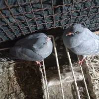 فروش کبوتر جوجه موشی نقره ای  با دو جفت طوقی