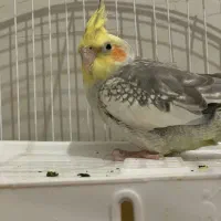 عروس هلندی|پرنده|شیراز, فاضل|دیوار