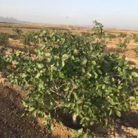یک ساعت آب و باغ پسته فروشی روستای سیوکی|فروش دفتر صنعتی، کشاورزی، تجاری|تربت‌حیدریه, پائین ولایت|دیوار