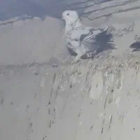 کبوتر پرشی|پرنده|انگوت, |دیوار