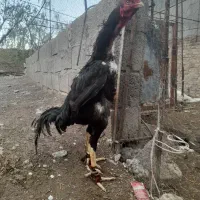 تخم مرغ لاری اصل خروس لاری ۶ دانگ ومرغ هندی
