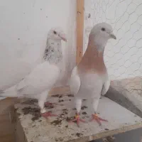 کبوتر