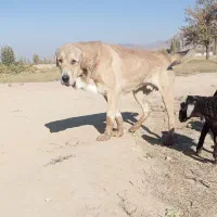 سگ پژدر عراقی