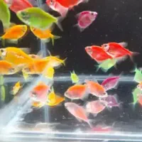 انجل زبرا کالر فایتر