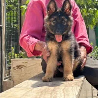 ژرمن شپرد شولاین، ورکلاین، بلک|سگ|تهران, فرمانیه|دیوار