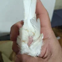 قناری ماده موزایکی آماده آماده|پرنده|شیراز, سیاه سنگ|دیوار