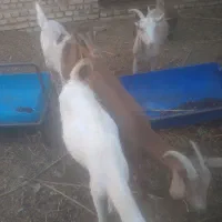 بز غاله،|حیوانات مزرعه|اردکان, |دیوار