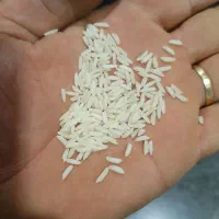 برنج هاشمی سورتینگ ۱