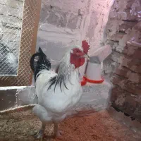 خروس برهما|حیوانات مزرعه|تبریز, |دیوار