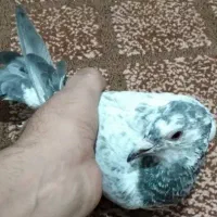 کبوتر ماده|پرنده|زاهدان, |دیوار