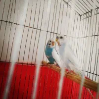 مرغ عشق نر ماده همراه با قفس زیر قیمت بازار