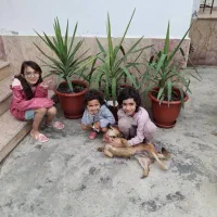 واگزاری سگ پاکوتا