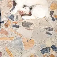 سگ پامری|سگ|نجفآباد, ویلاشهر|دیوار