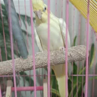 عروس هلندی|پرنده|پاکدشت, پاکدشت (مامازند)|دیوار