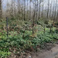 فروش-زمین-13هکتارسند-تکبرگی-بر-دوم-جاده