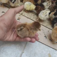 جوجه|حیوانات مزرعه|بندرعباس, |دیوار