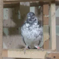 خال سبز