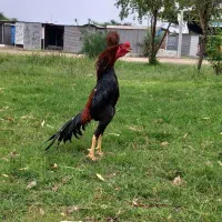 خروس لاری|حیوانات مزرعه|اندیمشک, |دیوار