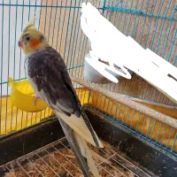 عروس پاریس نر