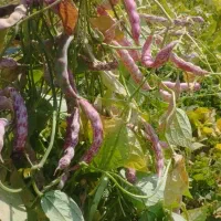 فروش لوبیا چیتی درجه یک بوجاری