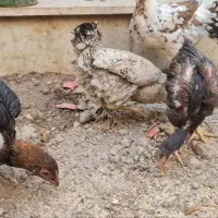 مرغ تخم گذار گلین|حیوانات مزرعه|قم, بنیاد|دیوار