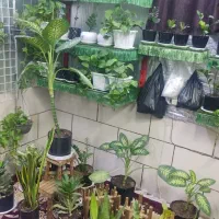 گل وگیاه|گل و گیاه طبیعی|فسا, |دیوار