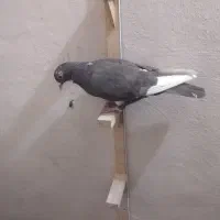 پلنگ|پرنده|کرمان, |دیوار