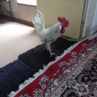 خروس