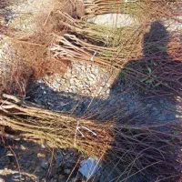 نهالستان فروش نهال دیرگل و مقاوم به سرما تضمینی|خدمات باغبانی و درختکاری|پیرانشهر, |دیوار